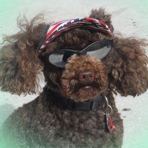 Brown poodle with sunglasses and sun hat image