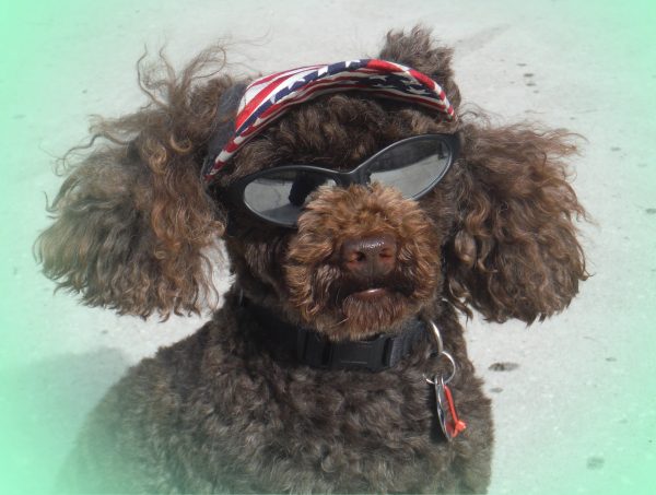 Brown poodle with sunglasses and sun hat image