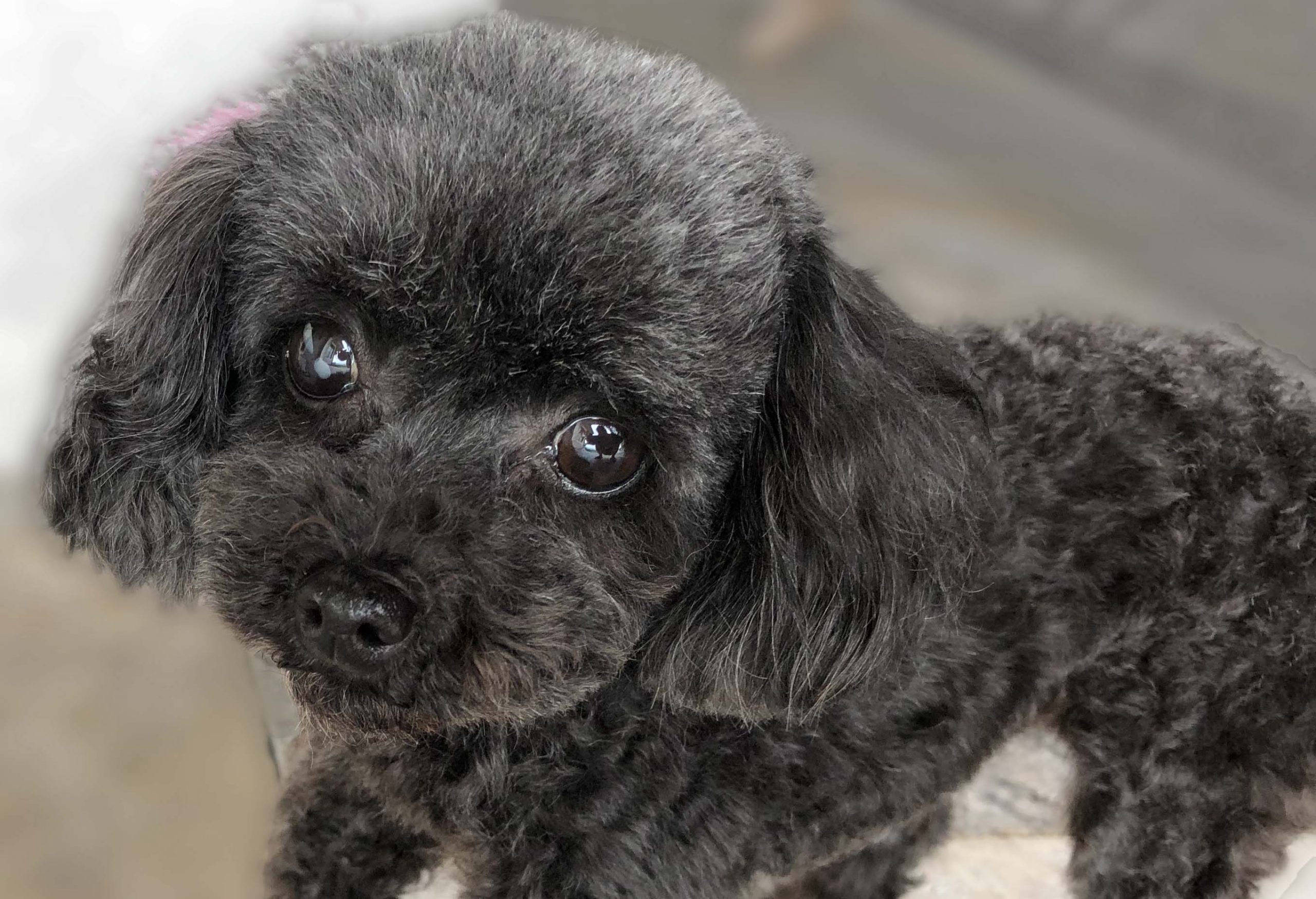 baby poodles for adoption