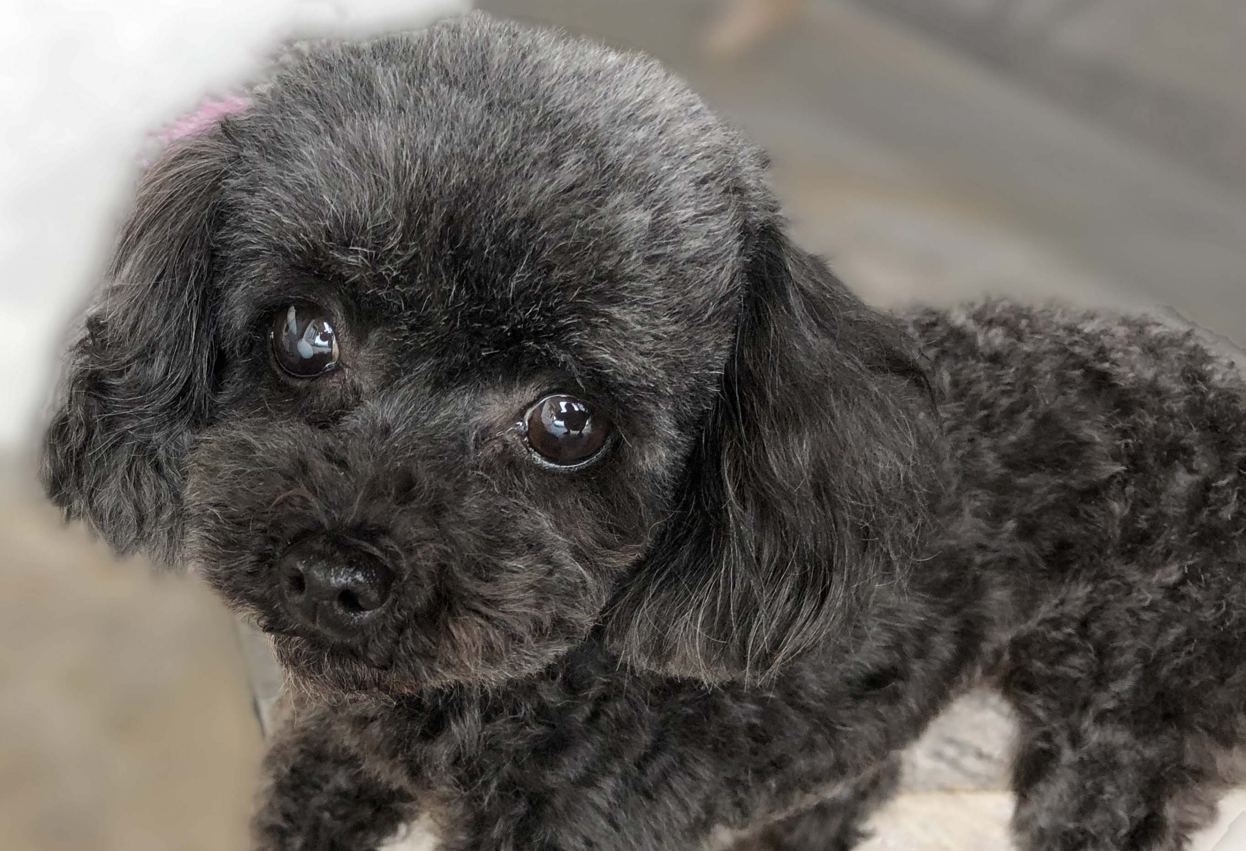 grey teacup poodle