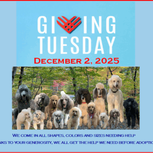 Giving Tuesday 2025
